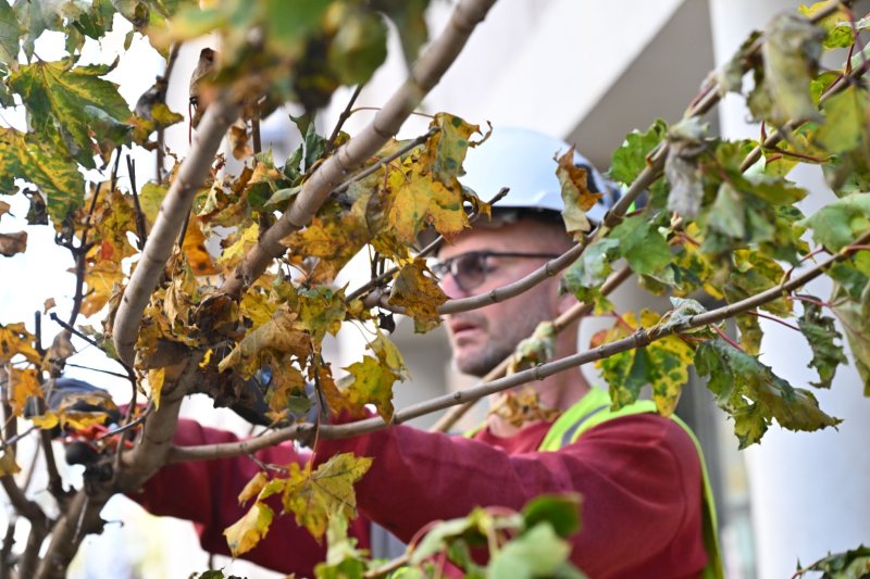 Une personne portant un casque et un gilet de sécurité taille une branche d'arbre à l'aide d'un outil de coupe. Les feuilles sont en partie jaunies, évoquant une intervention d'entretien en période automnale. L'action se déroule à proximité d'un bâtiment visible en arrière‑plan. Crédit photo : Éric Soudan - Alpaca Productions