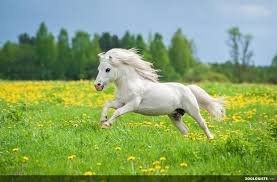 poney