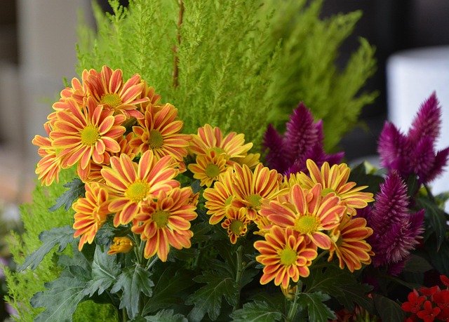 fleurs
